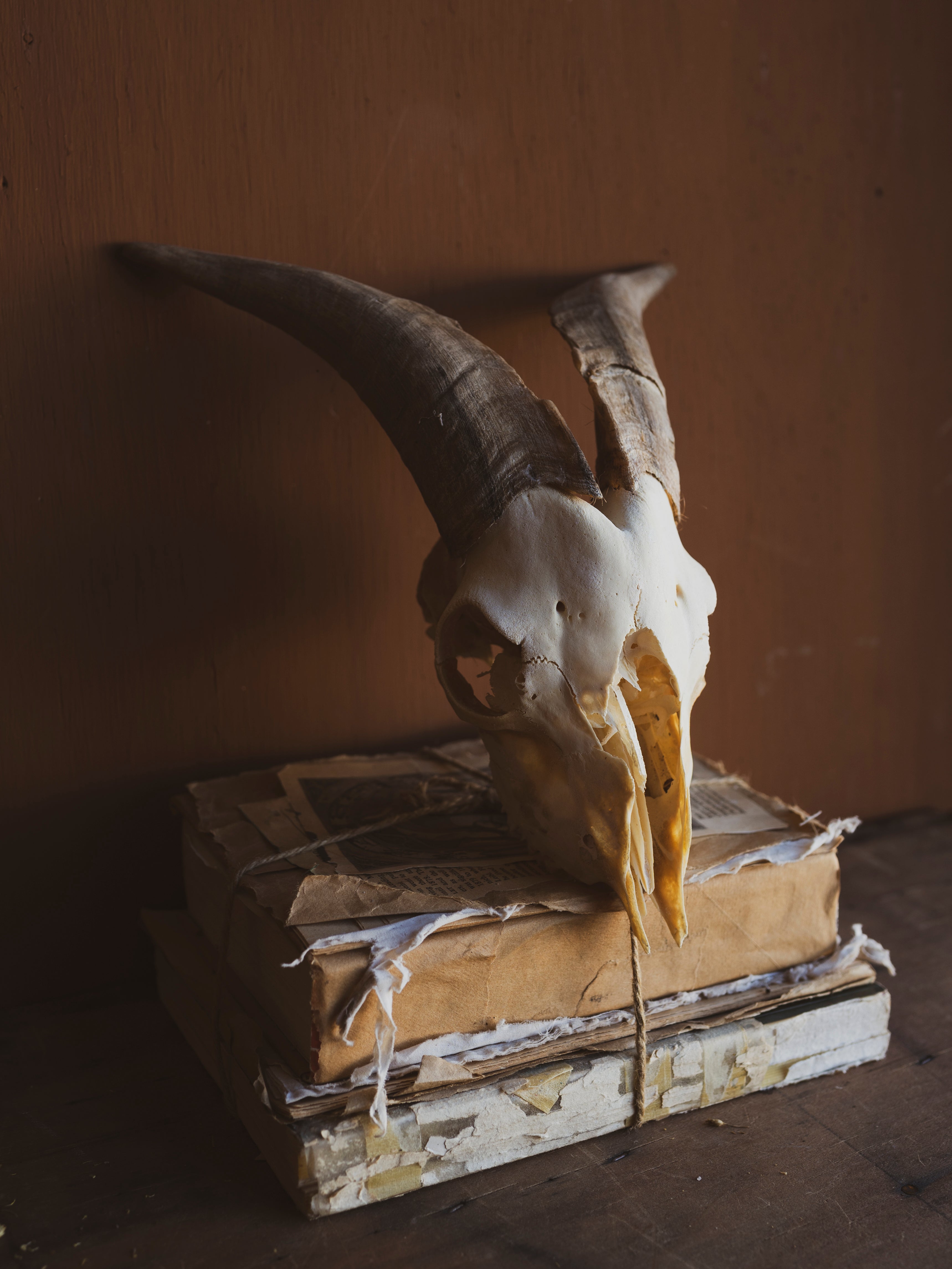 10.5" Spanish Goat Skull, SB821