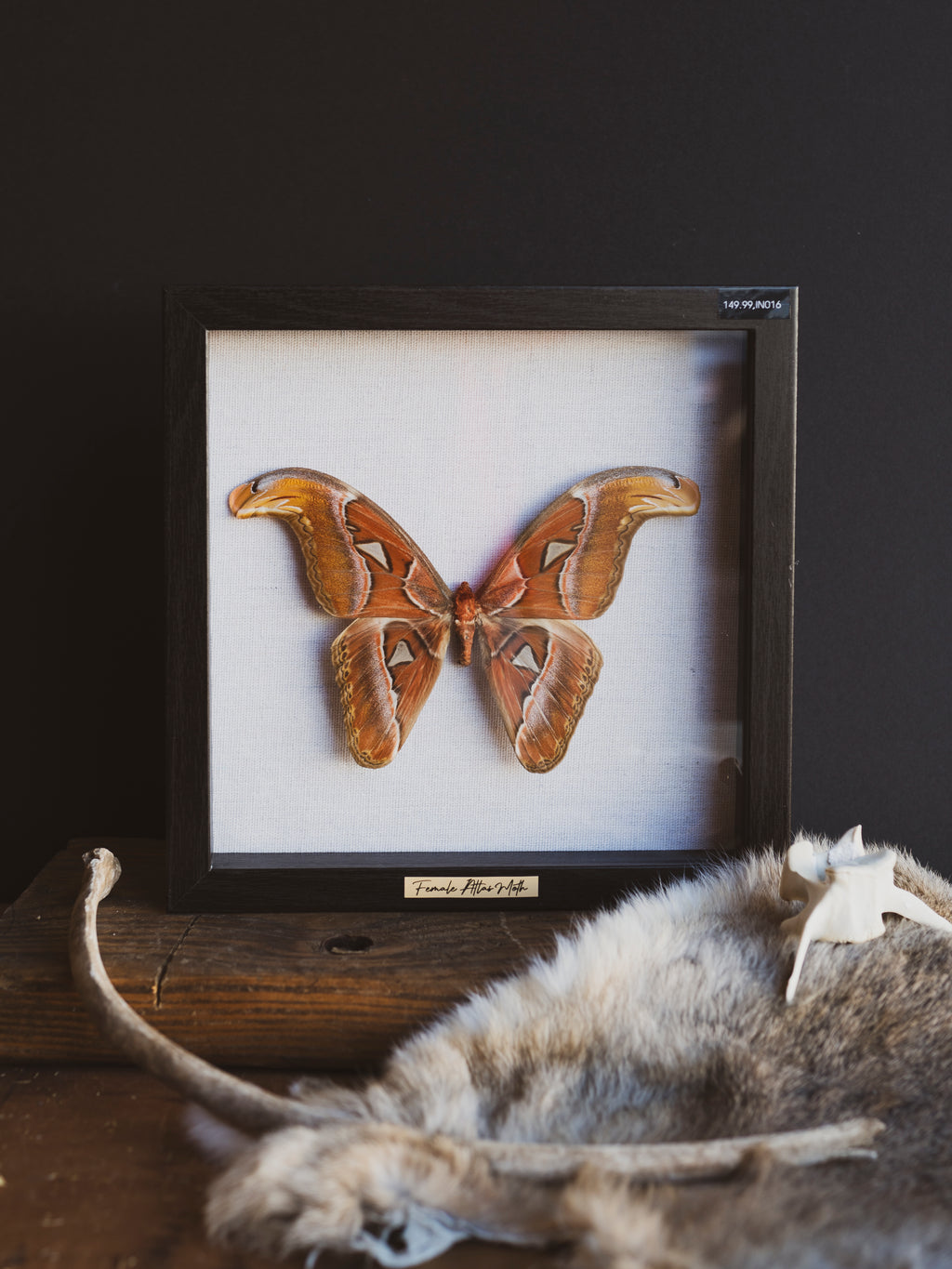 9" Framed Atlas Moth, IN016