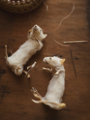 January 11th 2025 Mouse Taxidermy Class, CE125