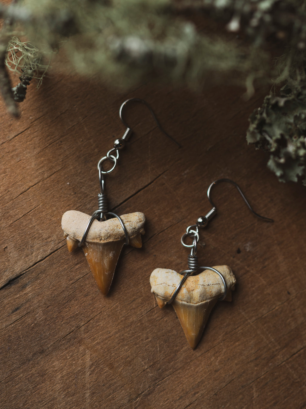 Fossilized Shark Tooth Earrings, CA1503