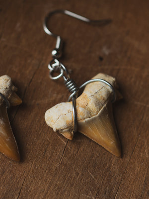 Fossilized Shark Tooth Earrings, CA1503