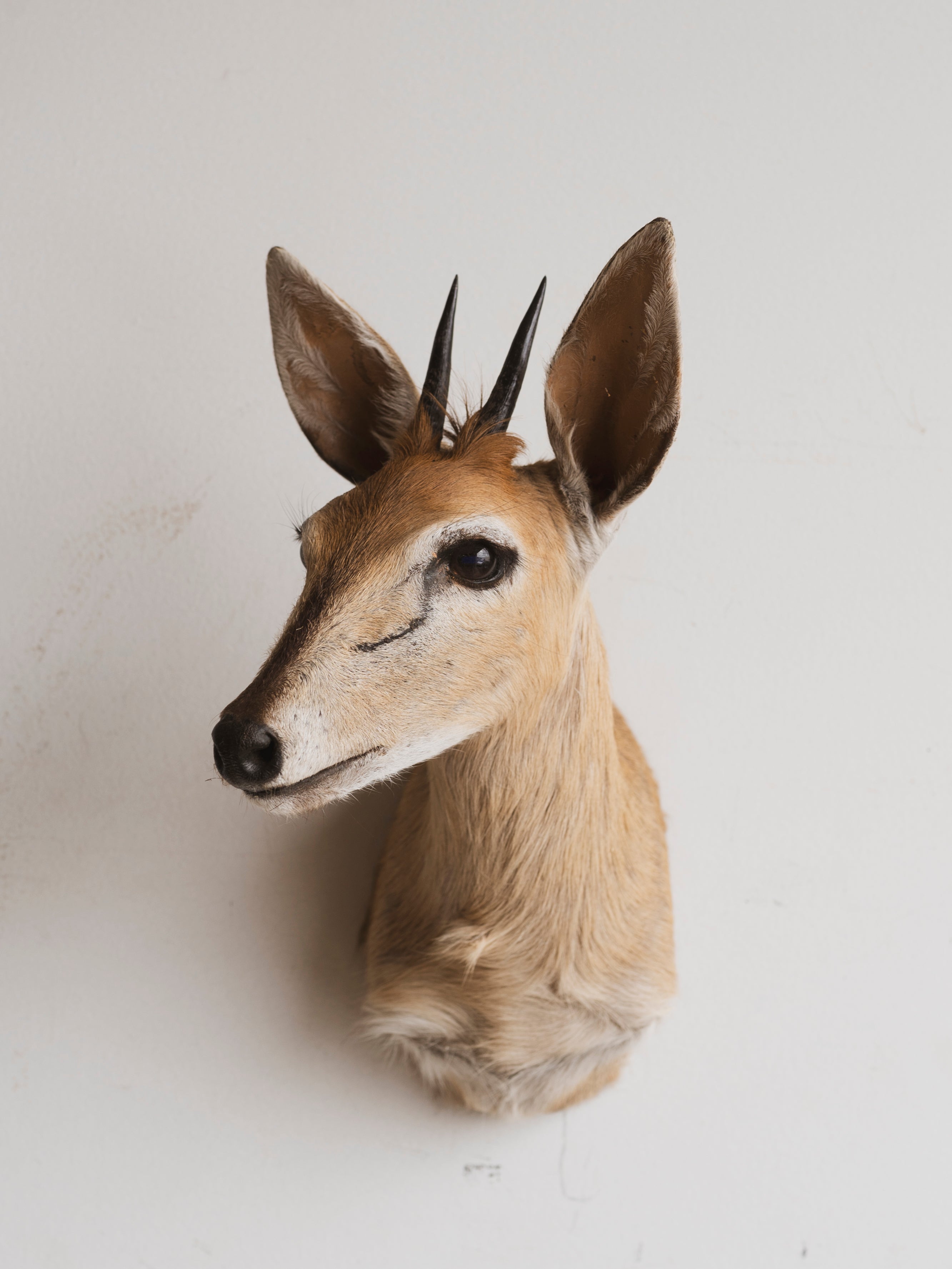 Duiker Shoulder Mount Taxidermy (Dolce), TA316