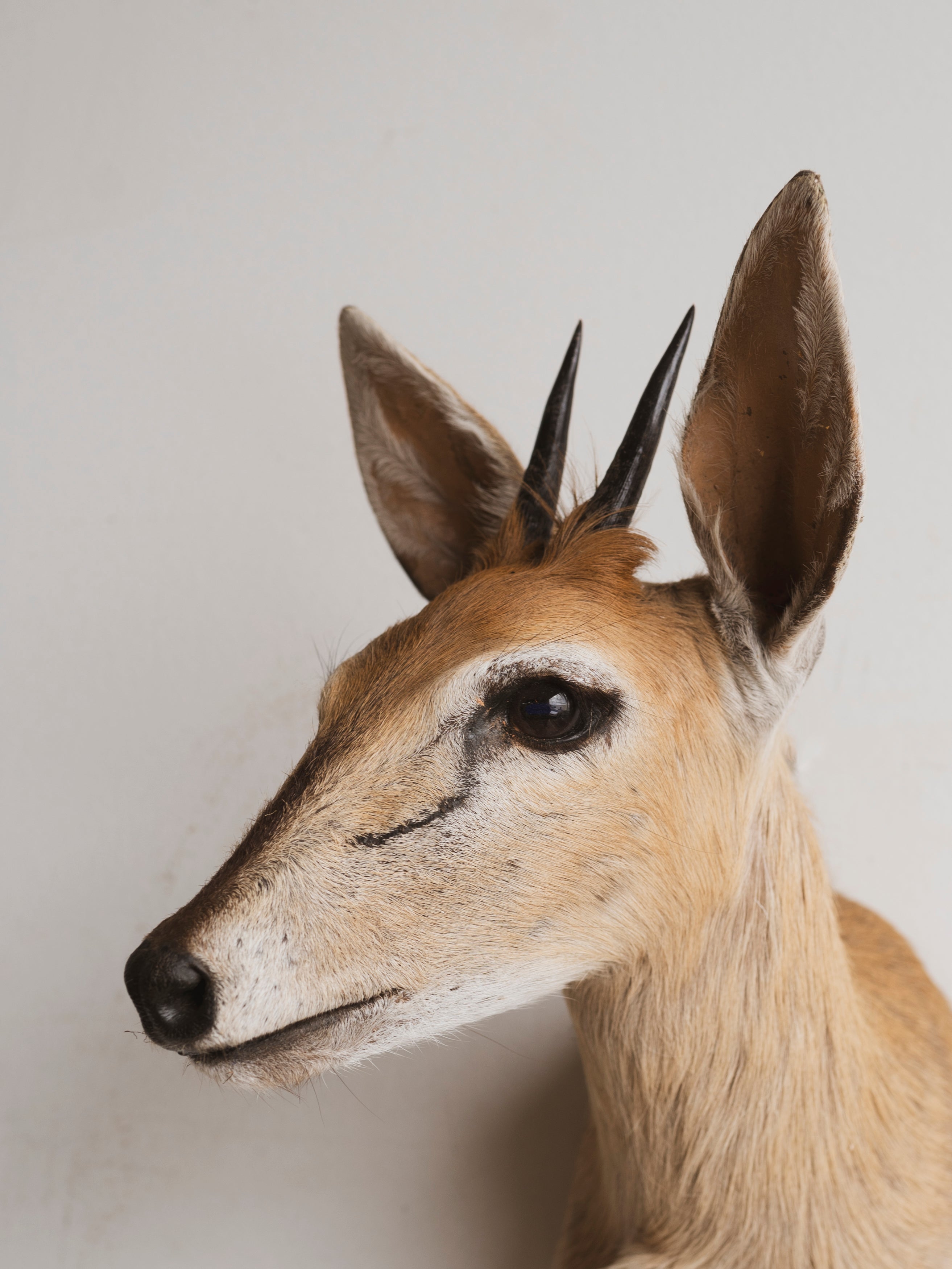 Duiker Shoulder Mount Taxidermy (Dolce), TA316