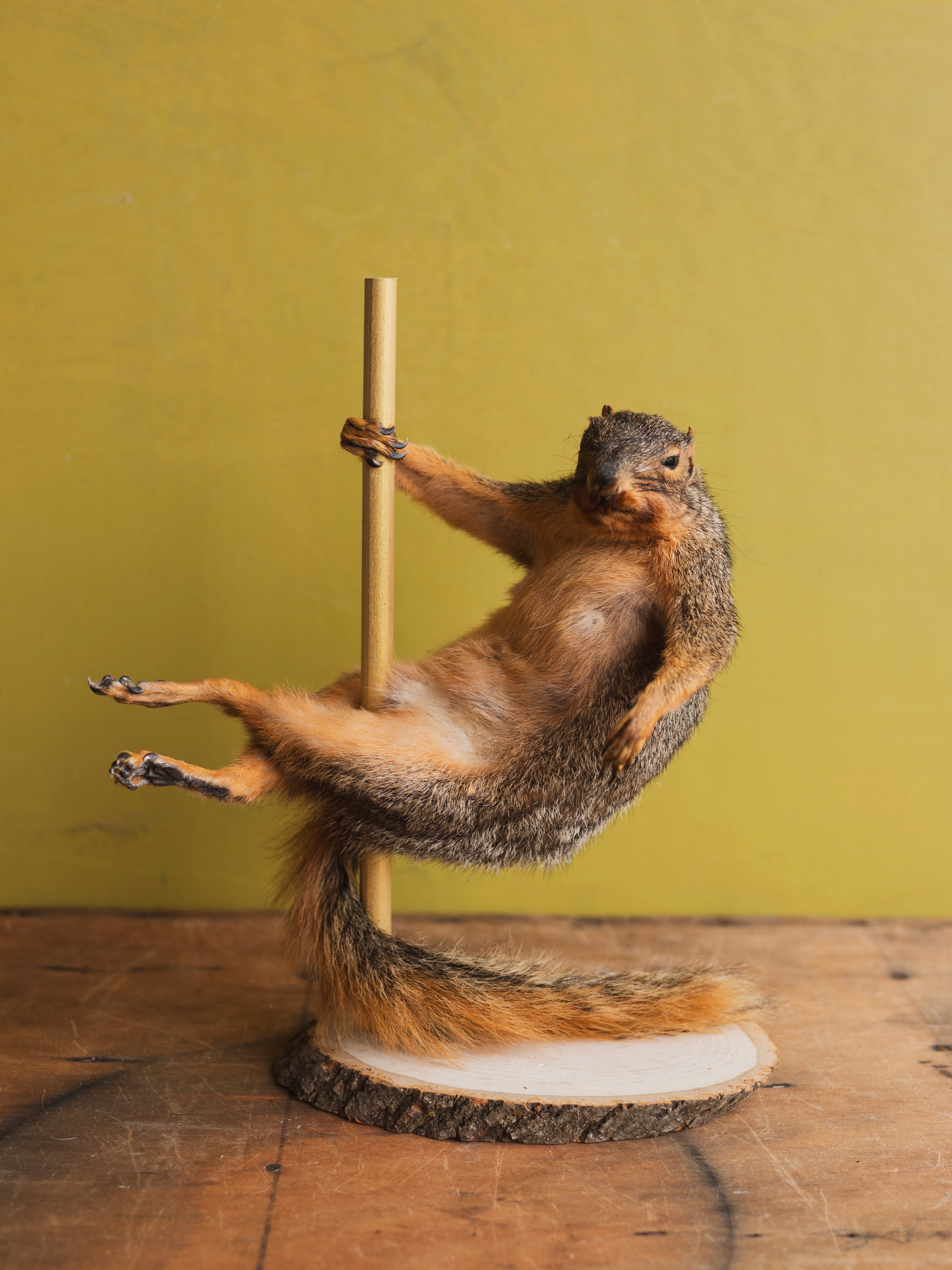 Stripper Squirrel Taxidermy (Ginger Spice), TA323