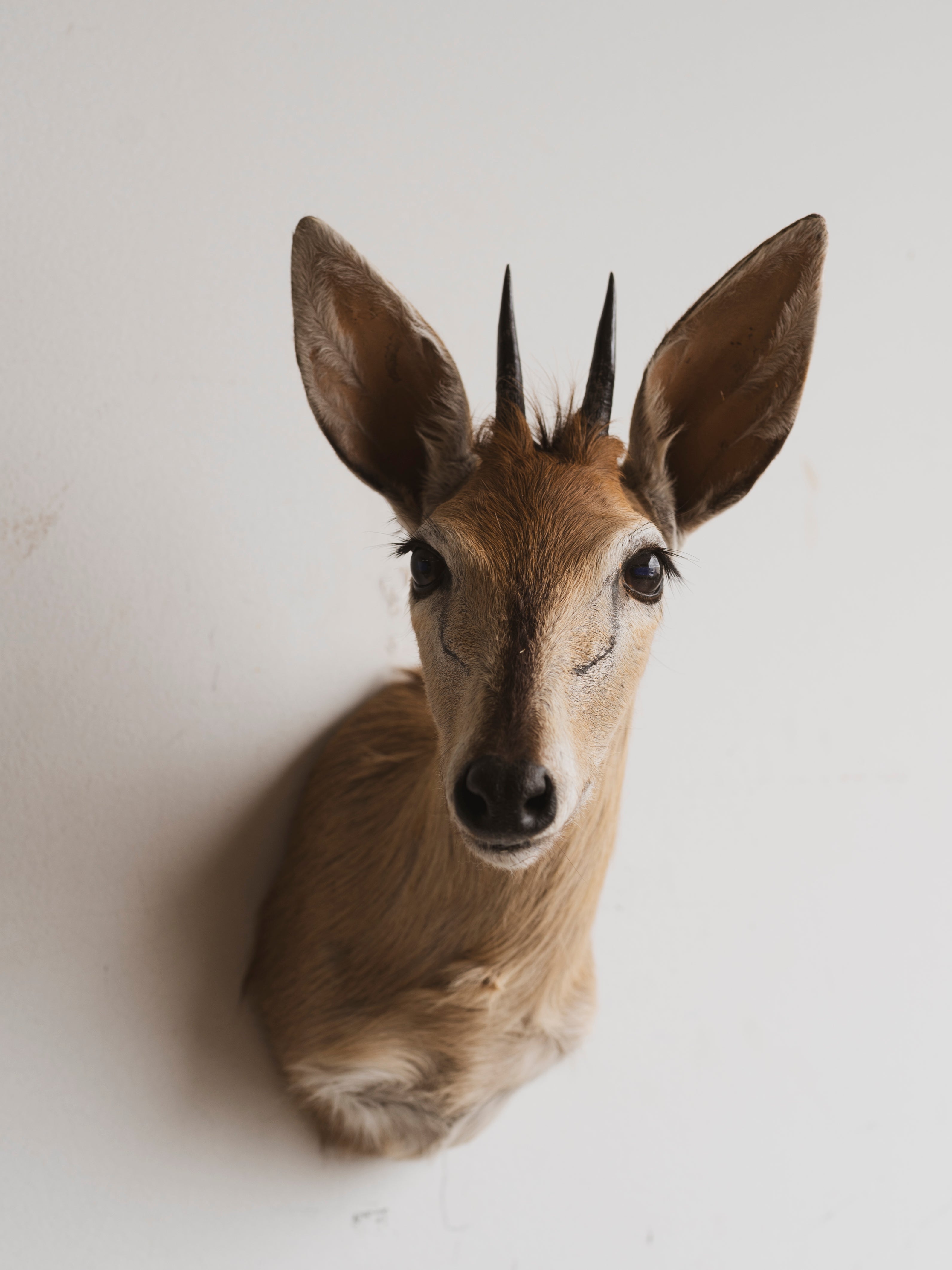 Duiker Shoulder Mount Taxidermy (Dolce), TA316