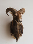 Mouflon Ram Taxidermy (Maddex), TA87