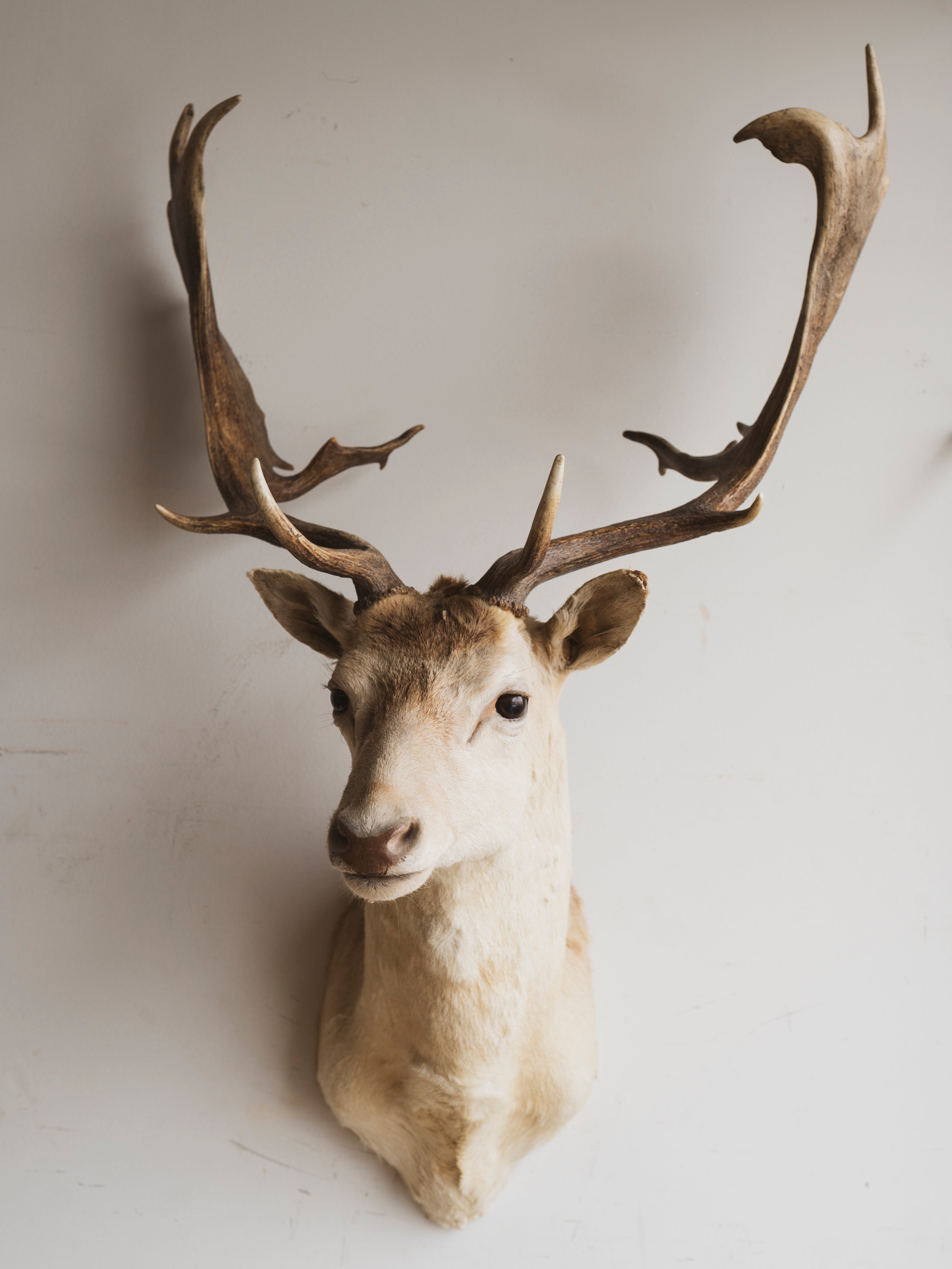 White Fallow Deer Shoulder Mount Taxidermy (Adler), TA338