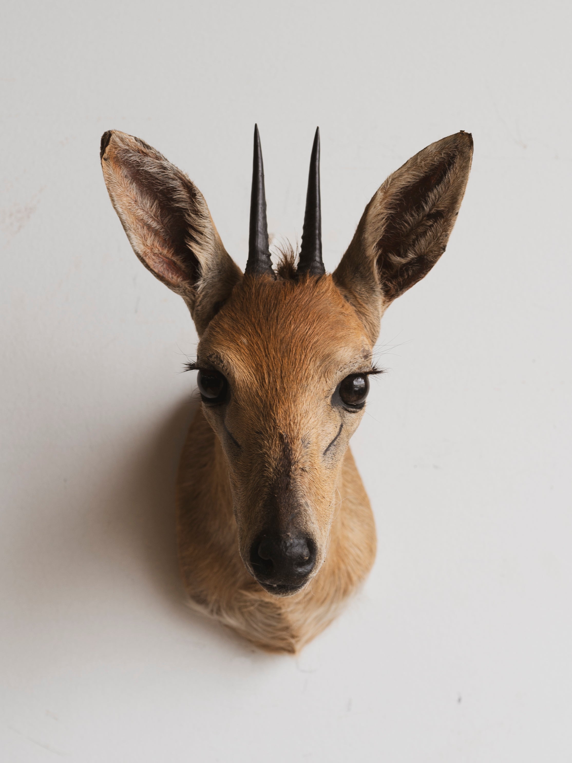 Duiker Shoulder Mount Taxidermy (Donatella), TA216