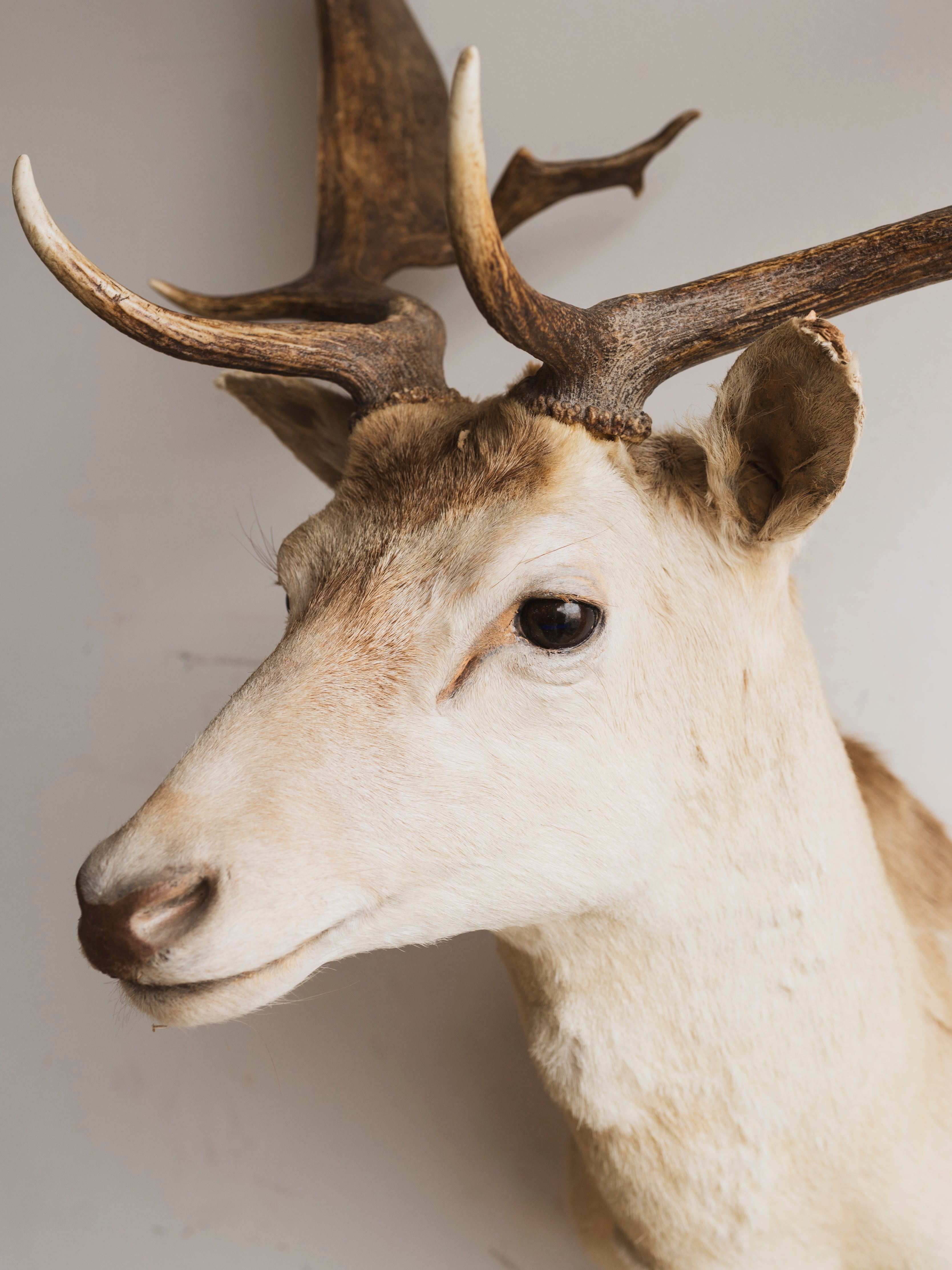 White Fallow Deer Shoulder Mount Taxidermy (Adler), TA338