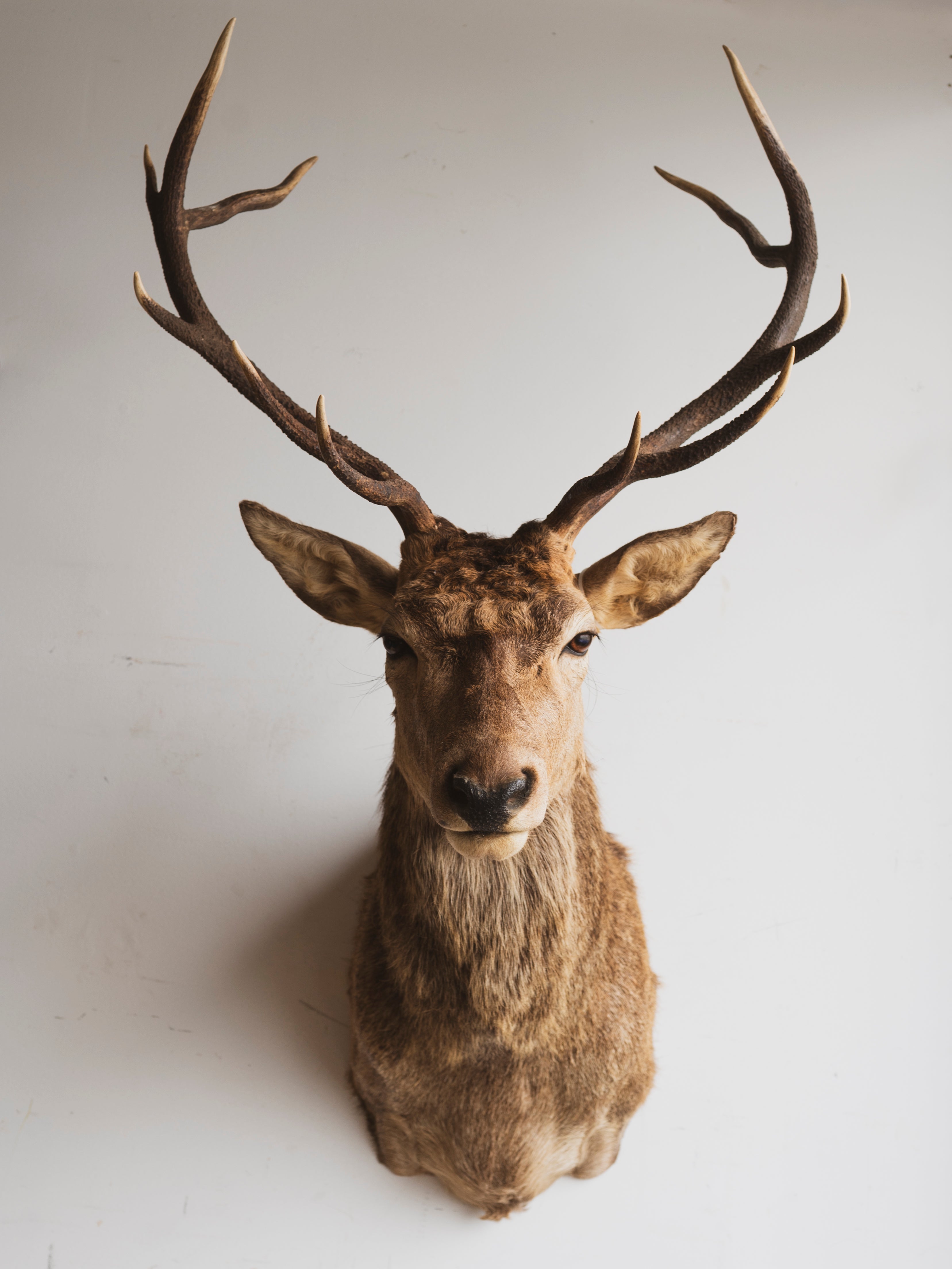 Stag Shoulder Mount Taxidermy (Stannis), TA335