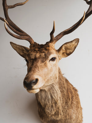 Stag Shoulder Mount Taxidermy (Stannis), TA335