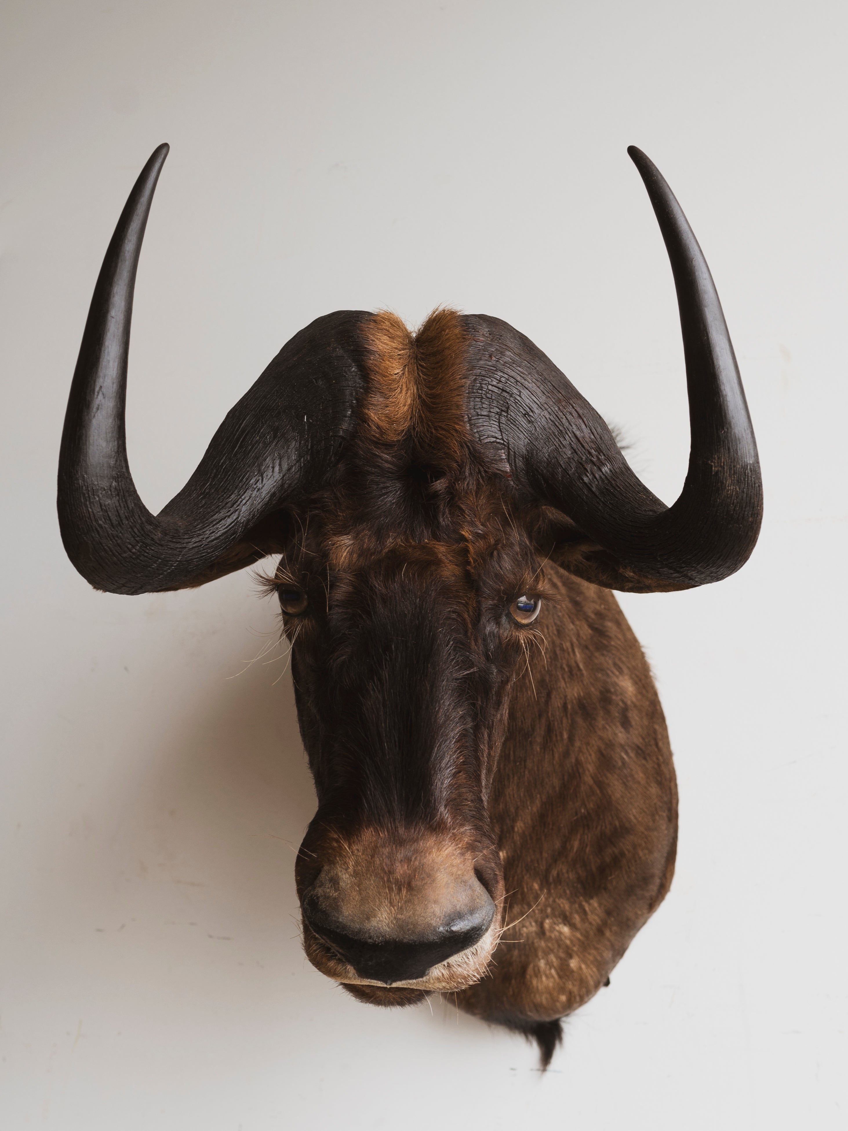 Black Wildebeest Shoulder Mount Taxidermy (Wolfgang), TA78