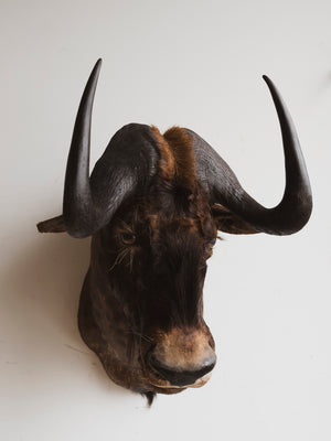 Black Wildebeest Shoulder Mount Taxidermy (Wolfgang), TA78