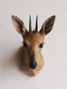 Duiker Shoulder Mount Taxidermy (Donatella), TA216