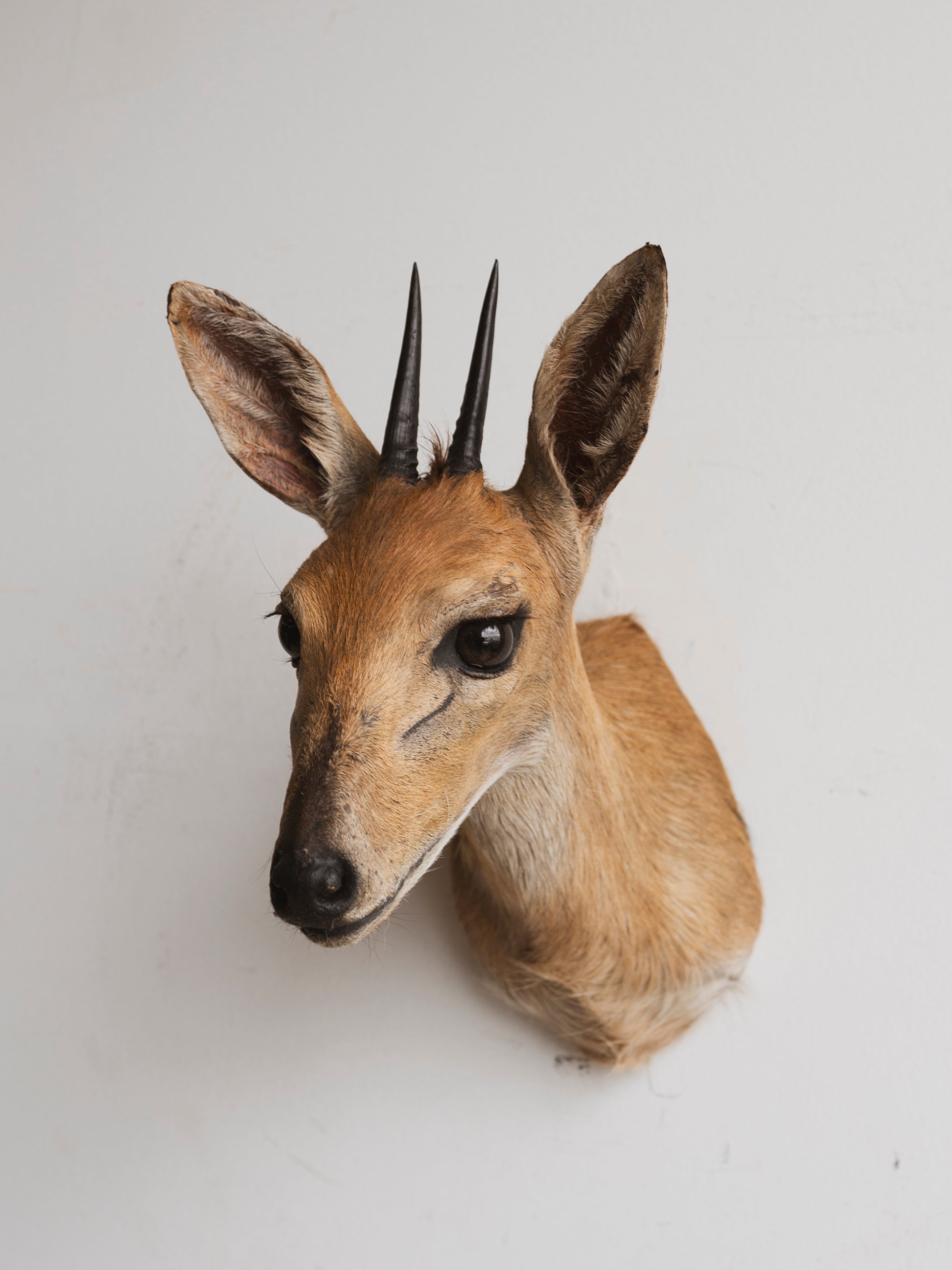 Duiker Shoulder Mount Taxidermy (Donatella), TA216