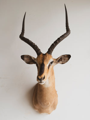 Black Nose Impala Shoulder Mount Taxidermy (Idris), TA336