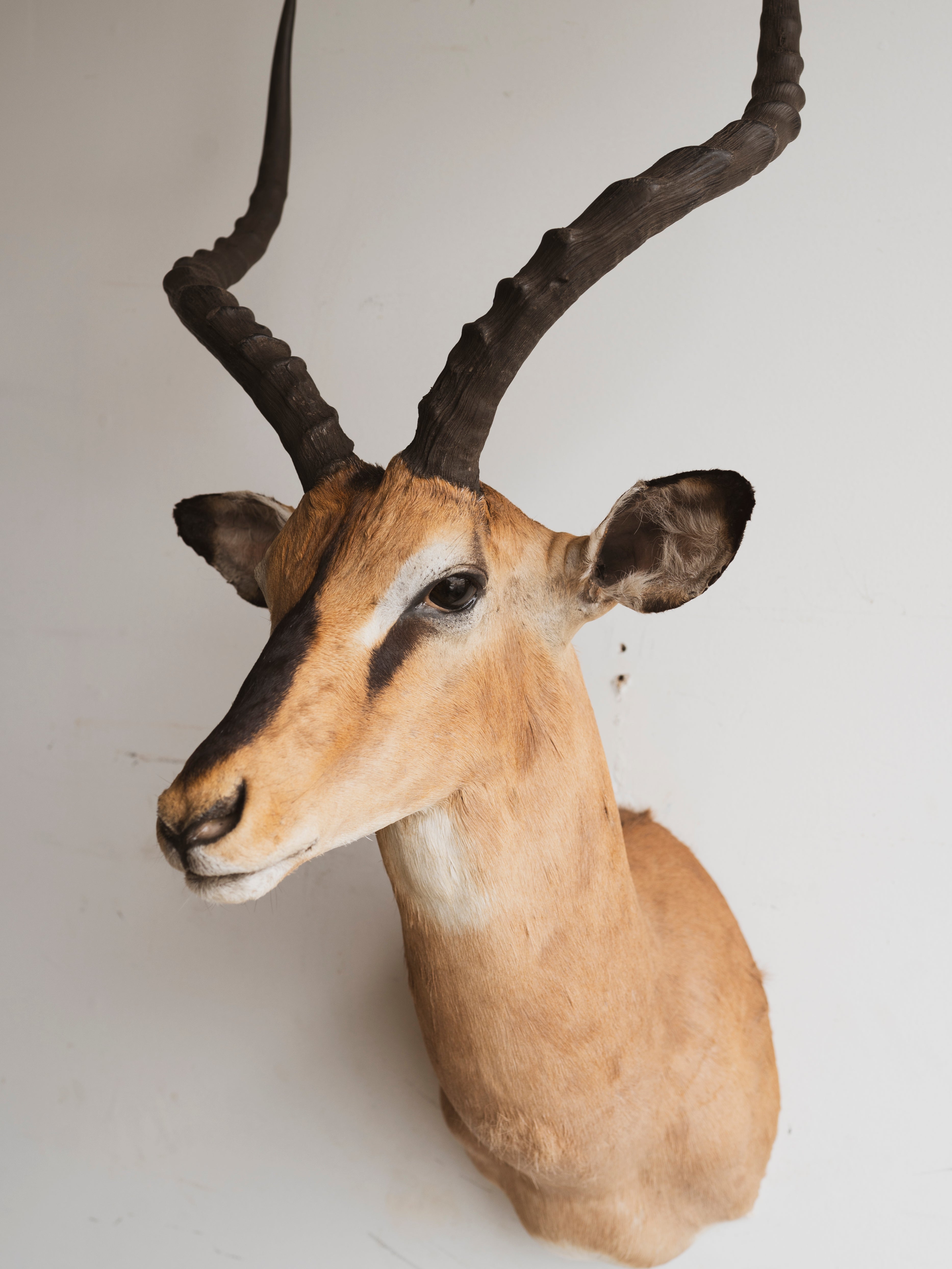 Black Nose Impala Shoulder Mount Taxidermy (Idris), TA336