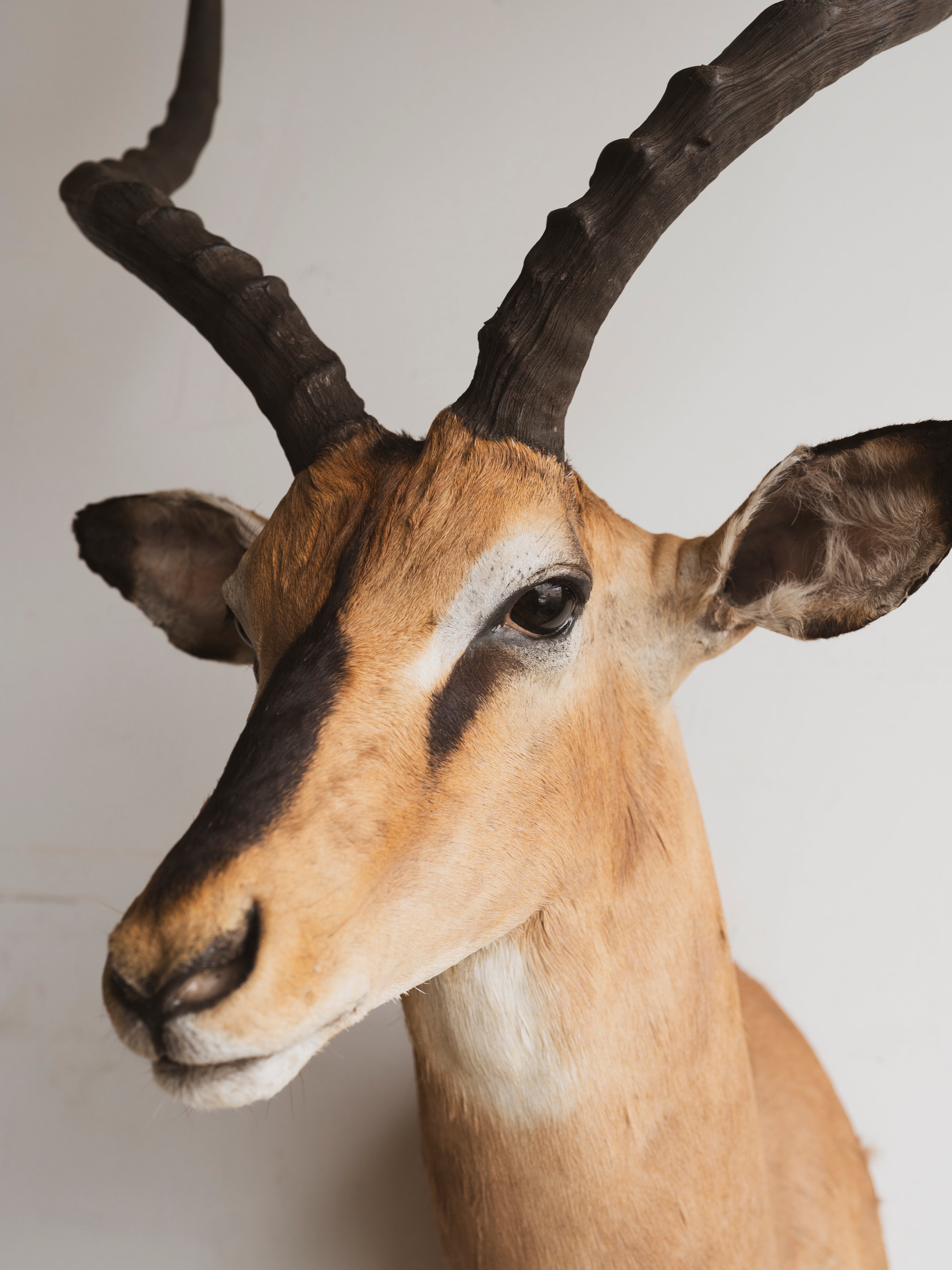 Black Nose Impala Shoulder Mount Taxidermy (Idris), TA336