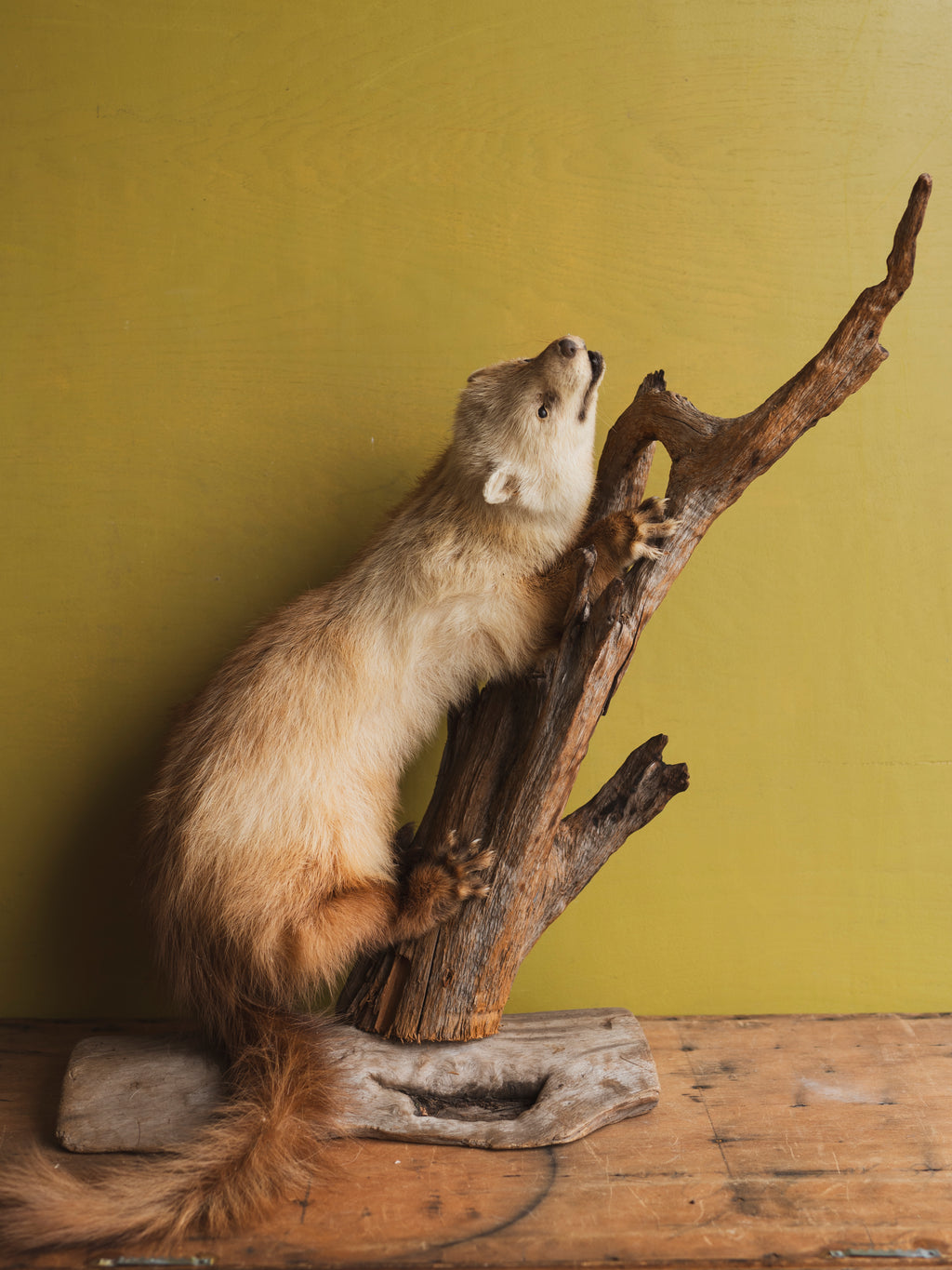 Fisher Taxidermy (Finn), TA315