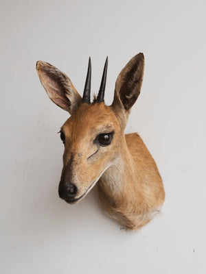 Duiker Shoulder Mount Taxidermy (Donatella), TA216