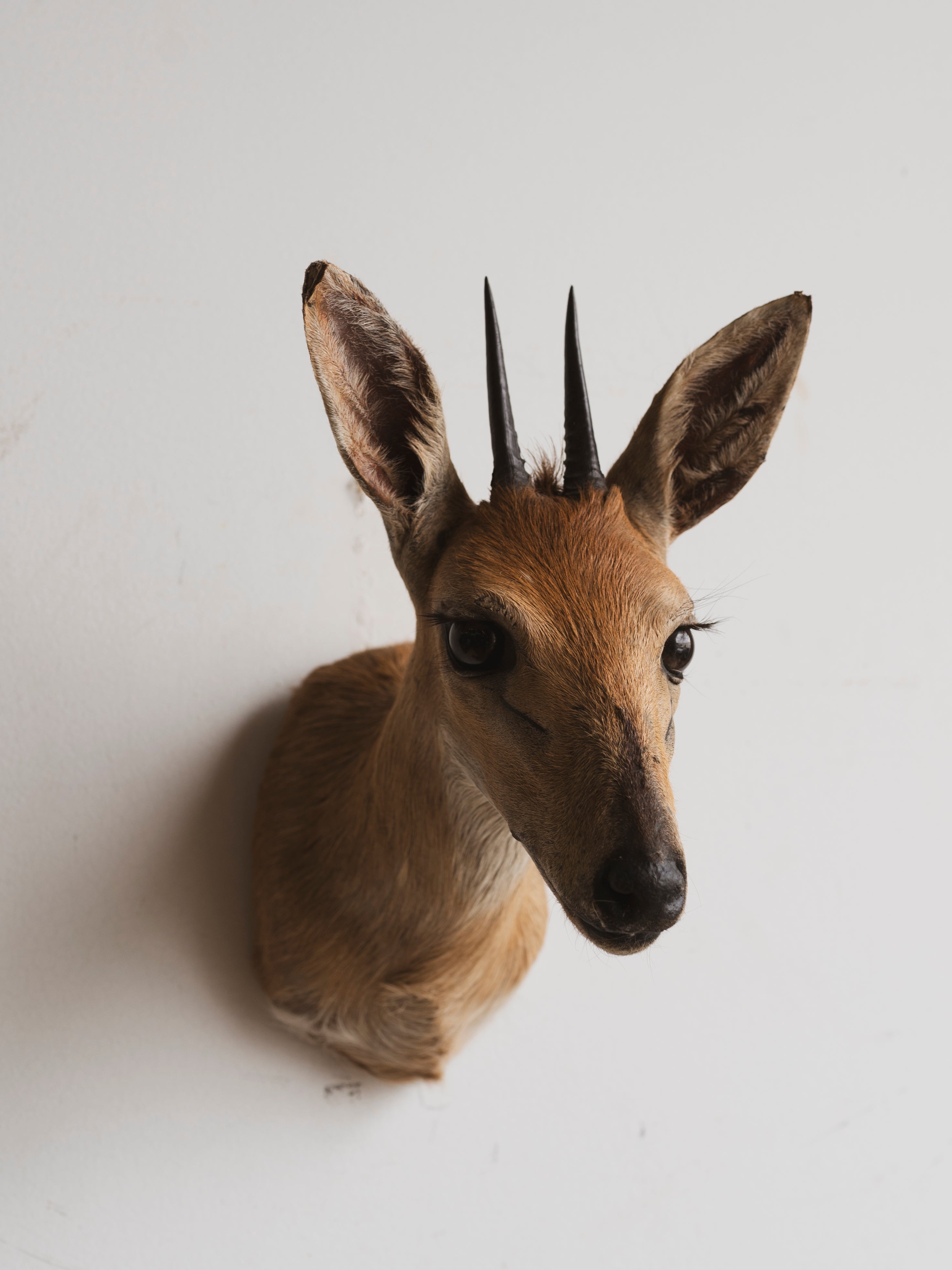 Duiker Shoulder Mount Taxidermy (Donatella), TA216