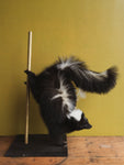 Stripper Skunk Taxidermy (Sugah), TA321