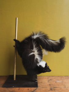 Stripper Skunk Taxidermy (Sugah), TA321