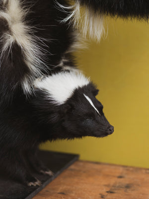 Stripper Skunk Taxidermy (Sugah), TA321