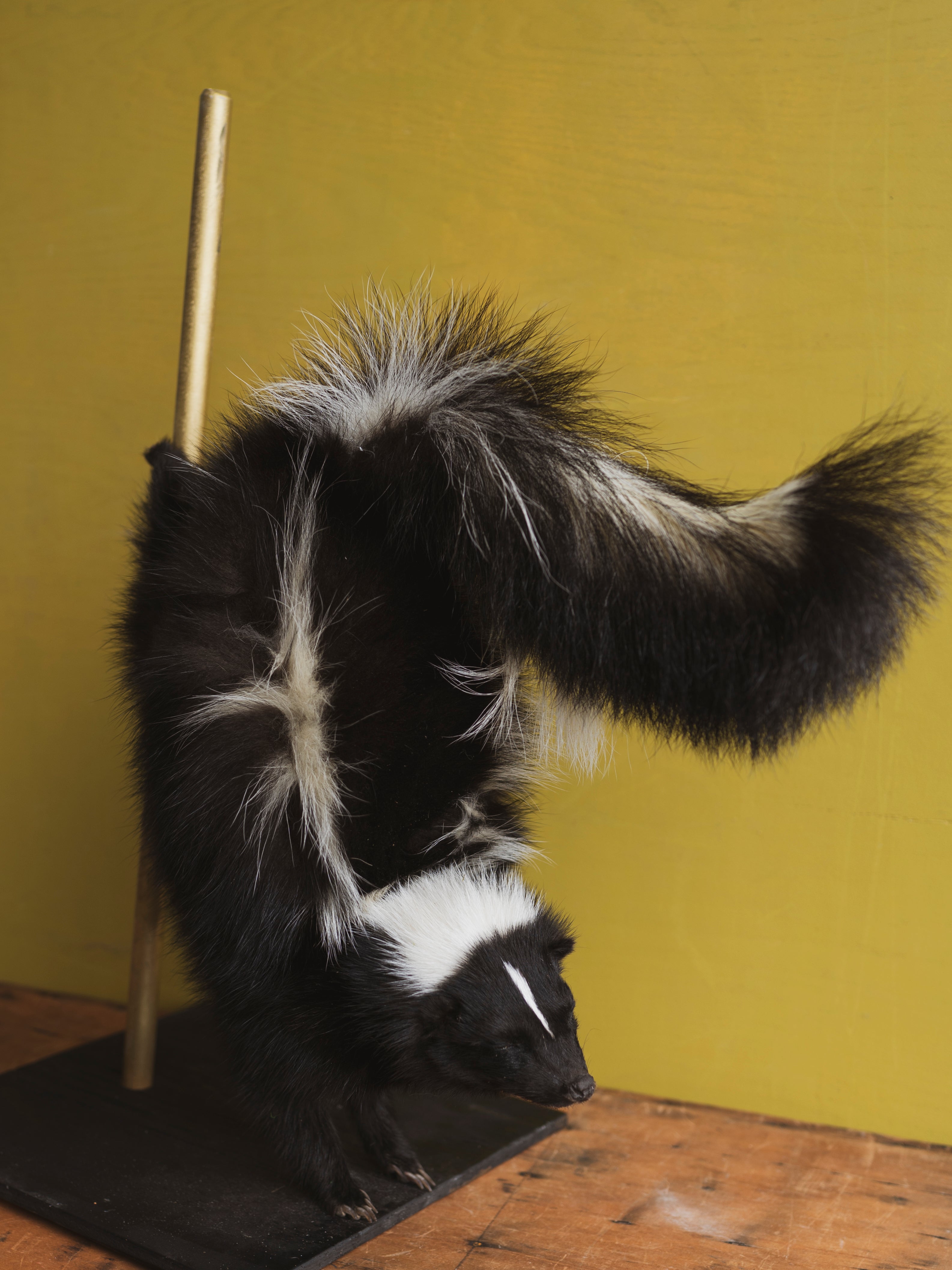 Stripper Skunk Taxidermy (Sugah), TA321