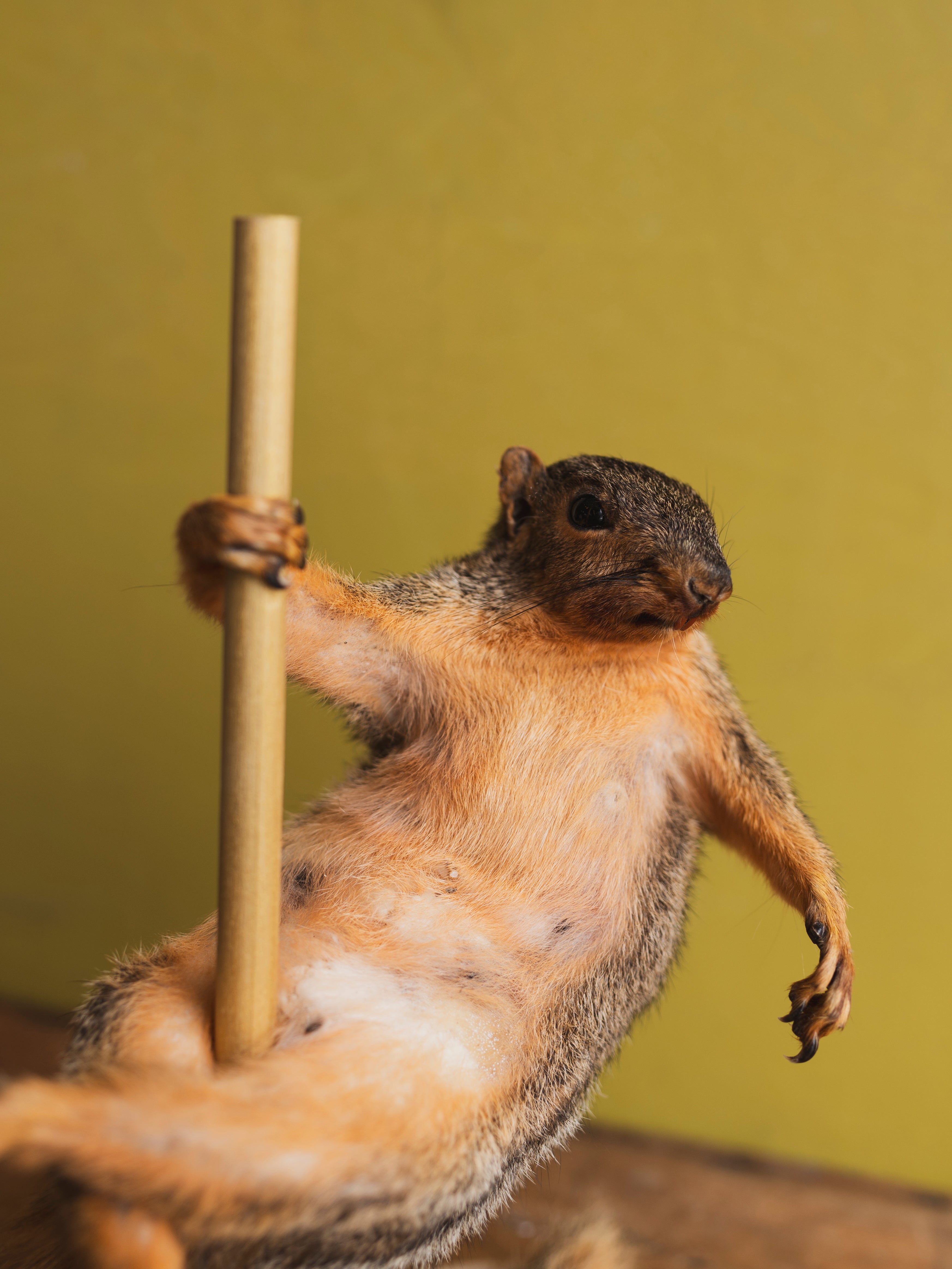 Stripper Squirrel Taxidermy (Ginger Spice), TA323