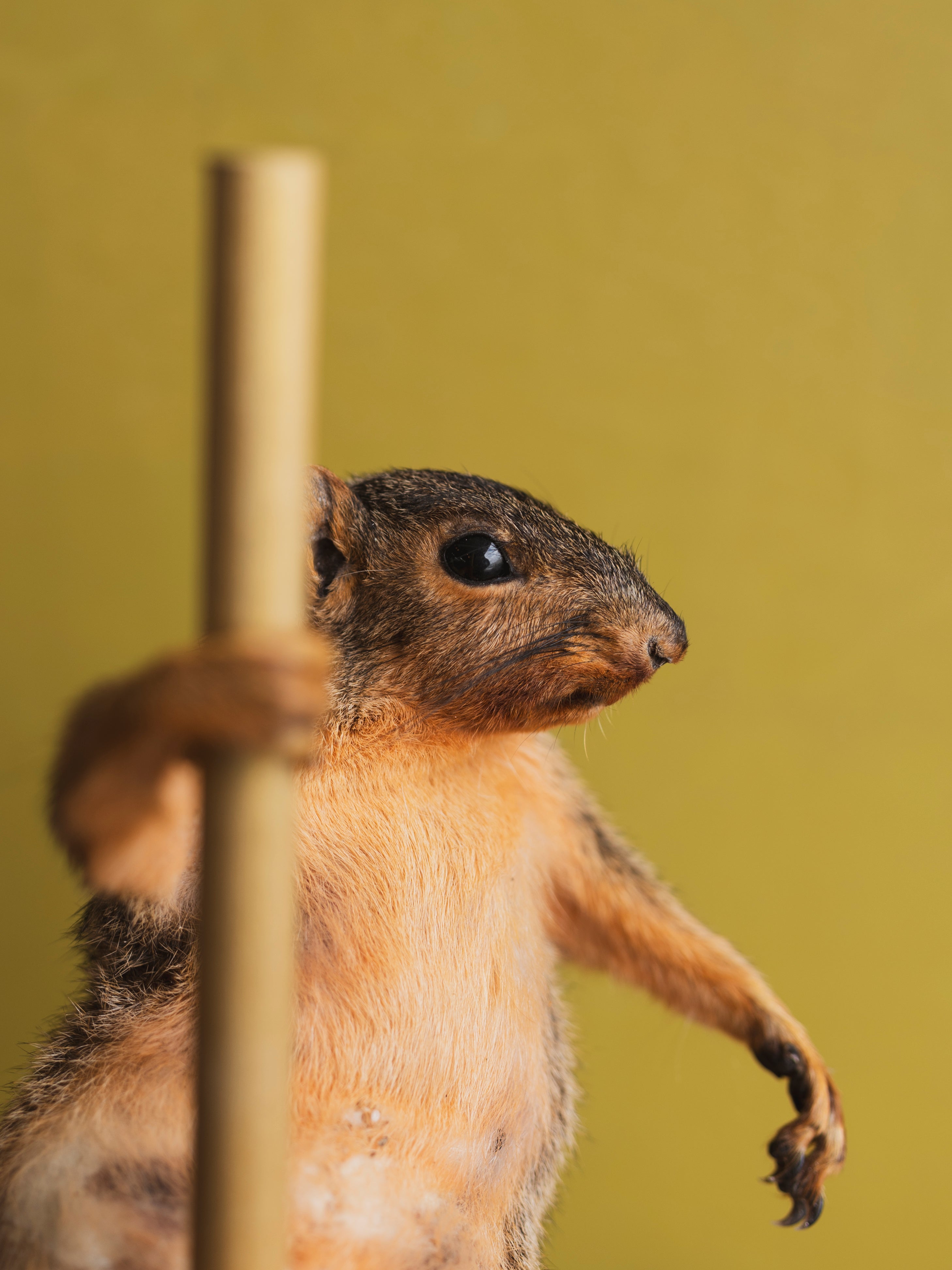 Stripper Squirrel Taxidermy (Ginger Spice), TA323