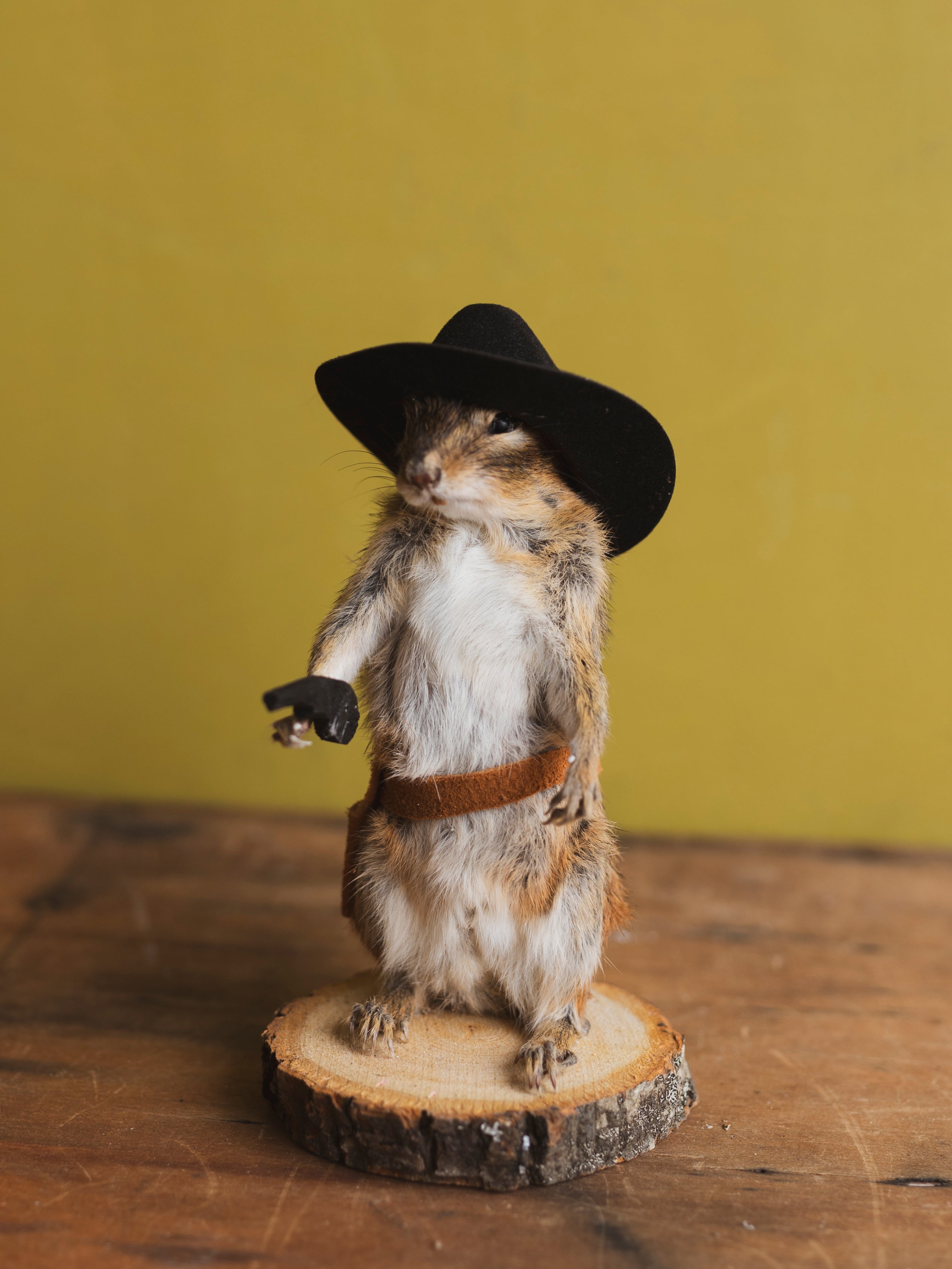 Cowboy Chipmunk Taxidermy (Colt), TA327