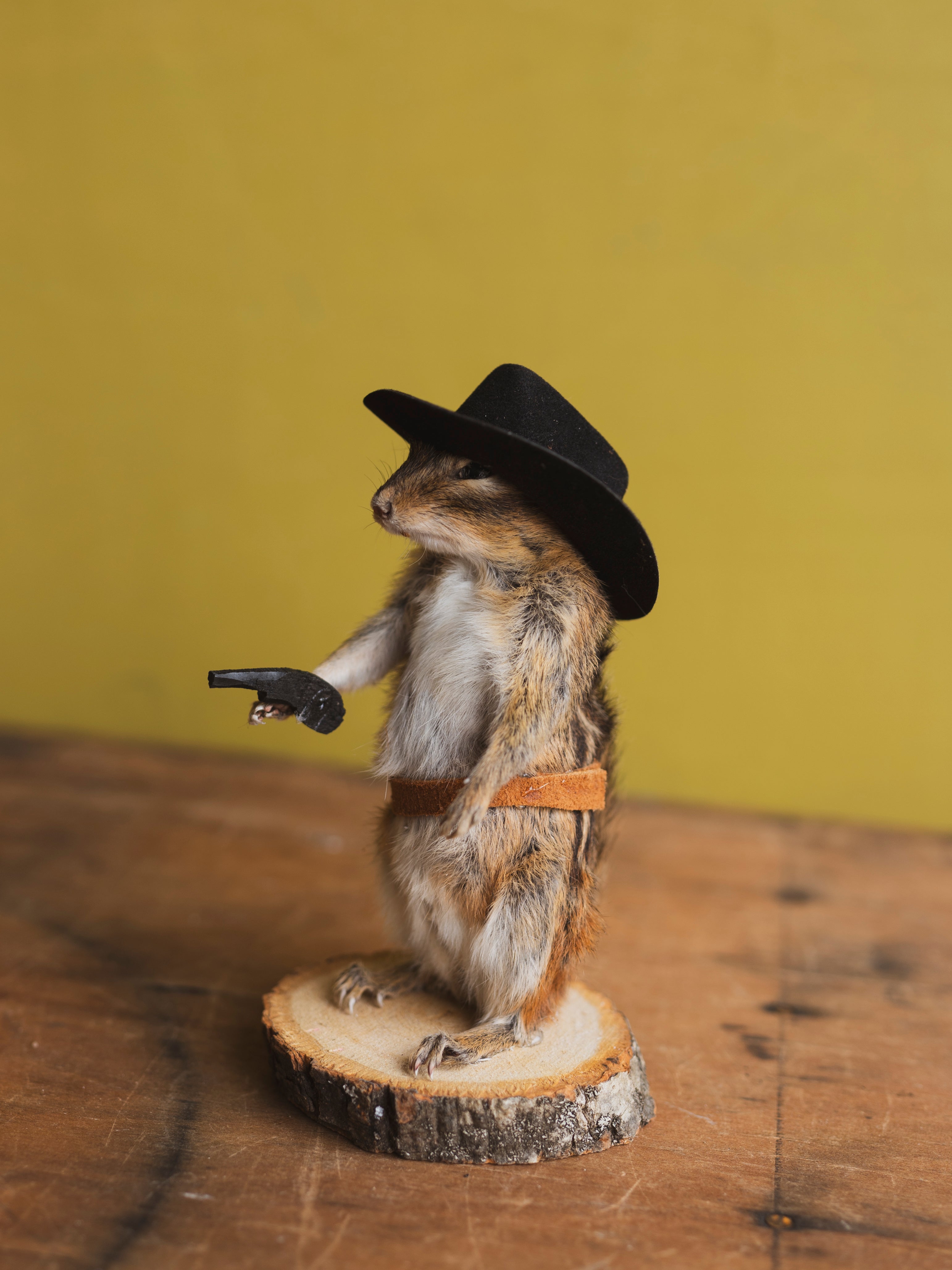 Cowboy Chipmunk Taxidermy (Colt), TA327