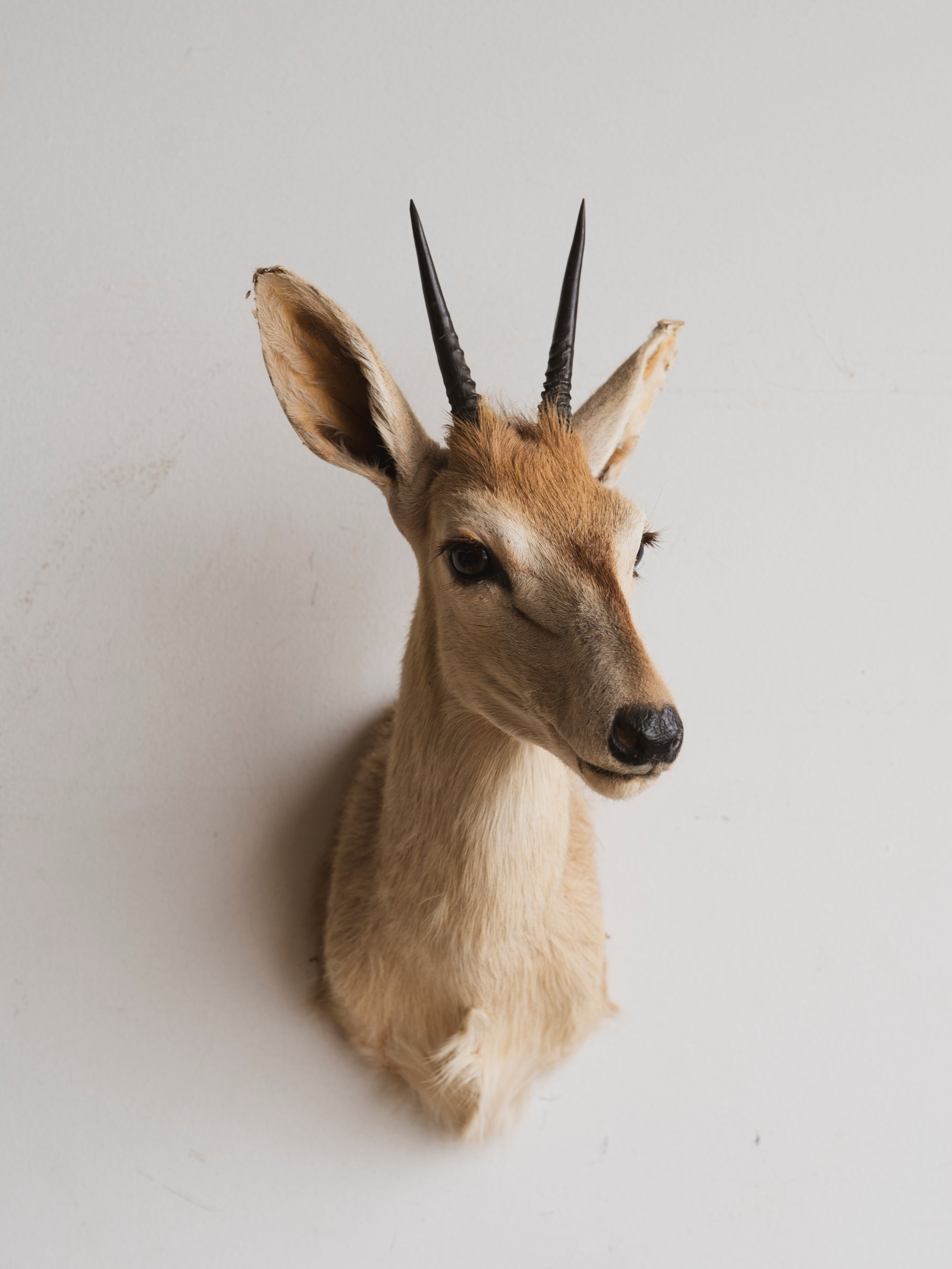 Duiker Shoulder Mount Taxidermy (Dior), TA317