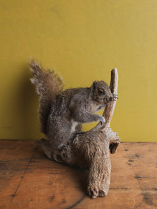 Full Body Squirrel on Driftwood Taxidermy (Sage), TA329