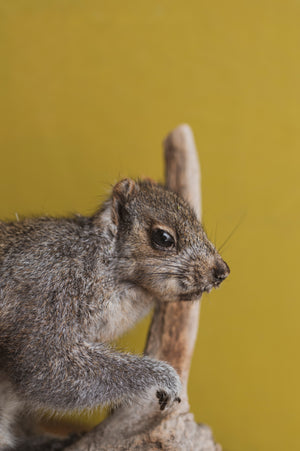 Full Body Squirrel on Driftwood Taxidermy (Sage), TA329