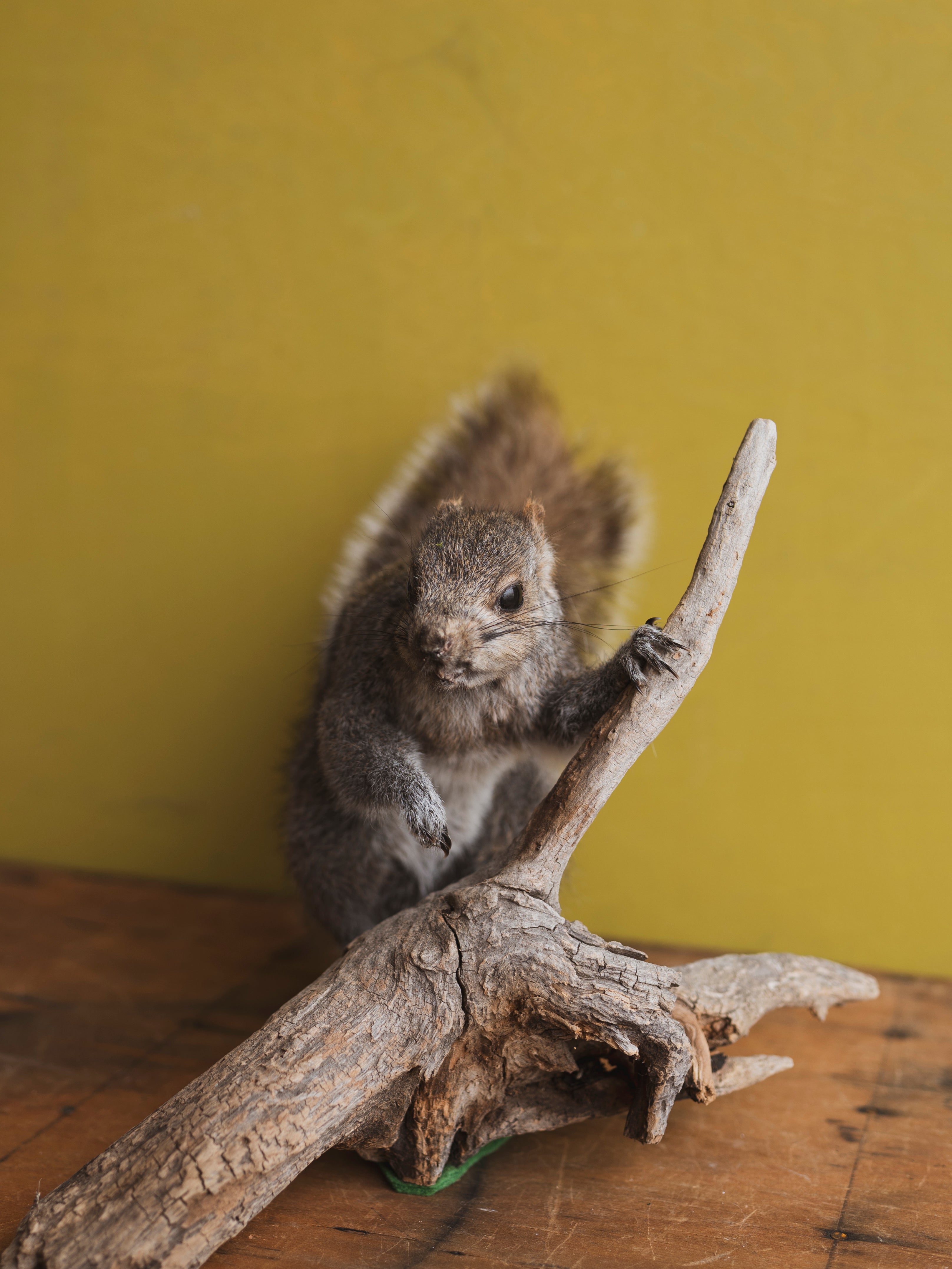 Full Body Squirrel on Driftwood Taxidermy (Sage), TA329