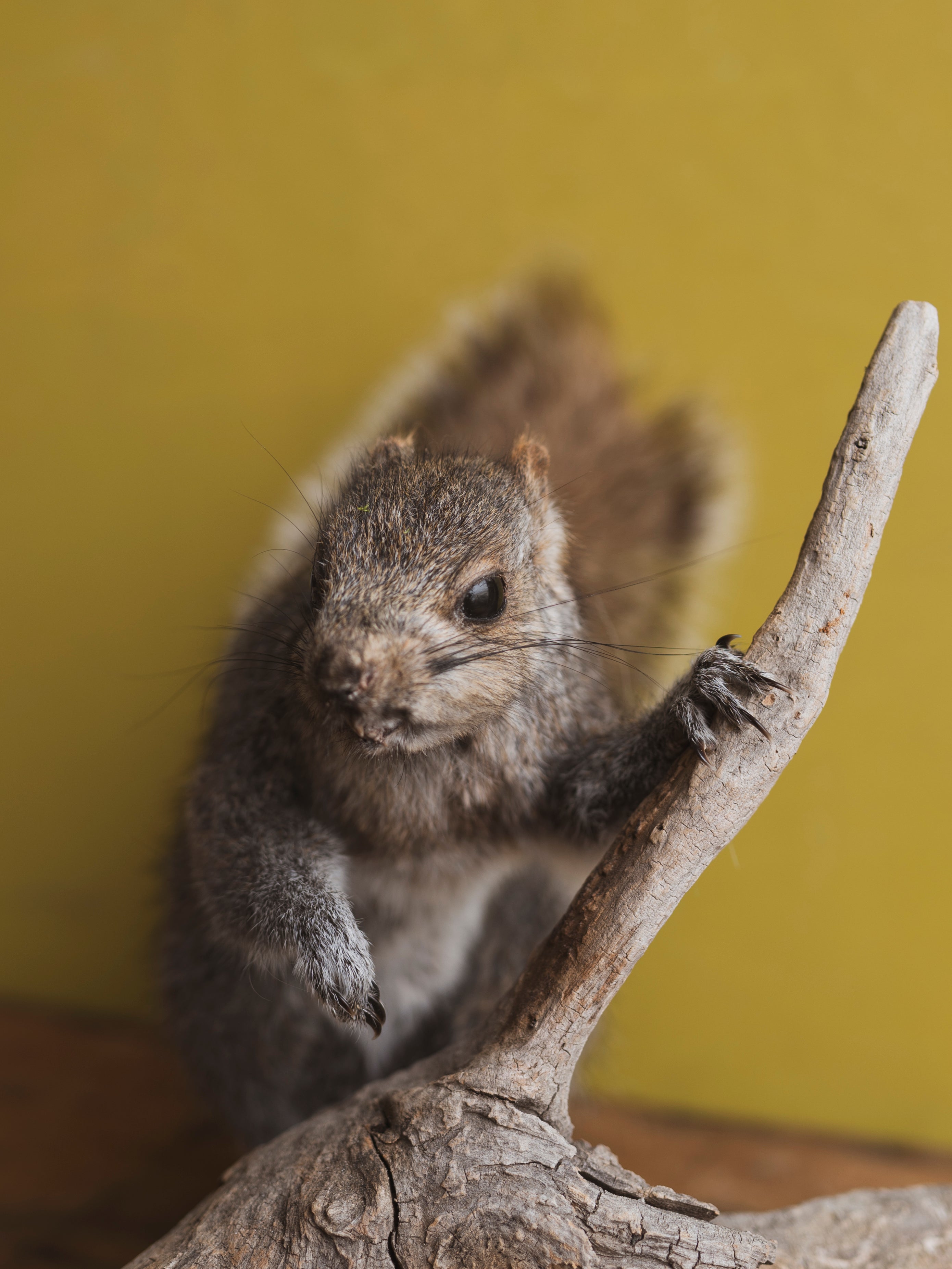 Full Body Squirrel on Driftwood Taxidermy (Sage), TA329