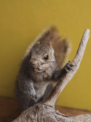 Full Body Squirrel on Driftwood Taxidermy (Sage), TA329