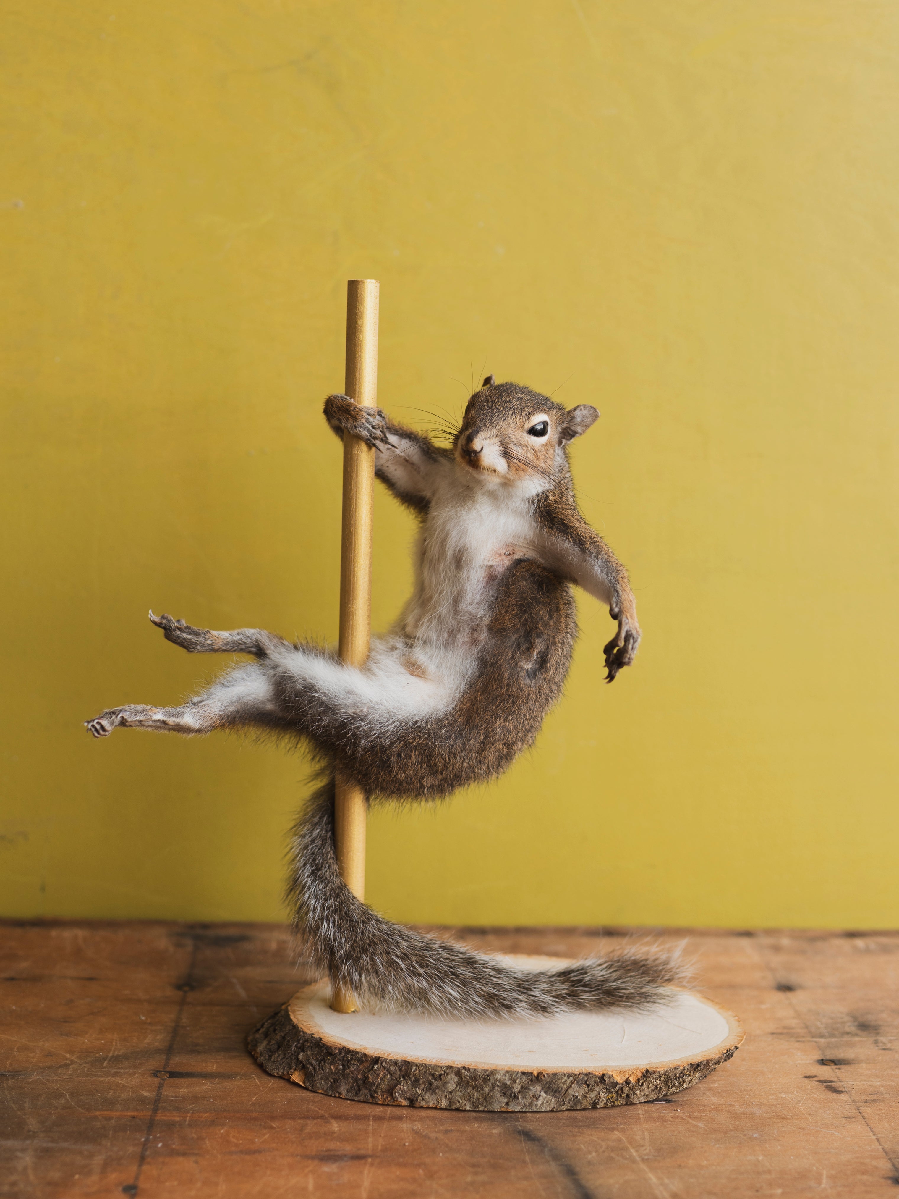 Stripper Squirrel Taxidermy (Baby Spice), TA325