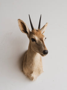 Duiker Shoulder Mount Taxidermy (Dior), TA317