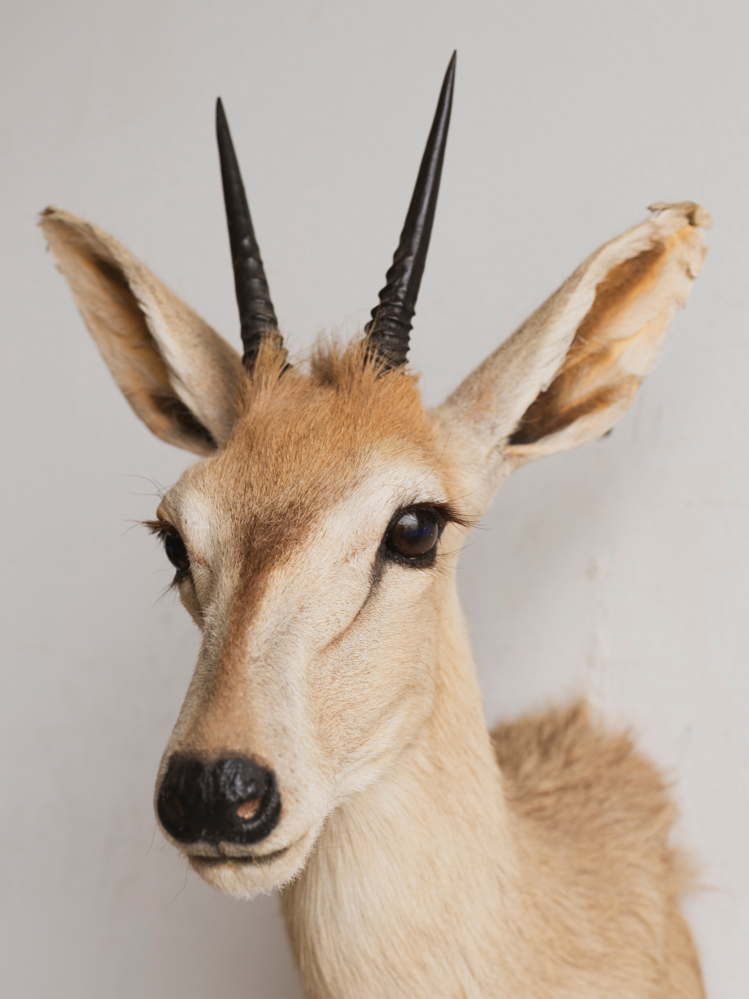 Duiker Shoulder Mount Taxidermy (Dior), TA317