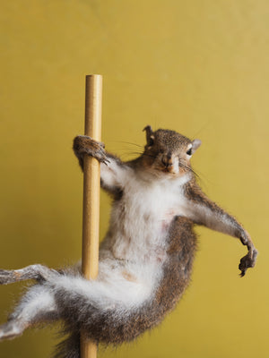 Stripper Squirrel Taxidermy (Baby Spice), TA325