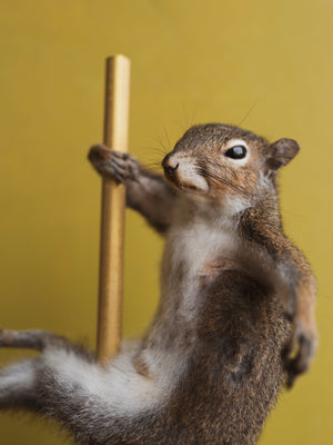 Stripper Squirrel Taxidermy (Baby Spice), TA325