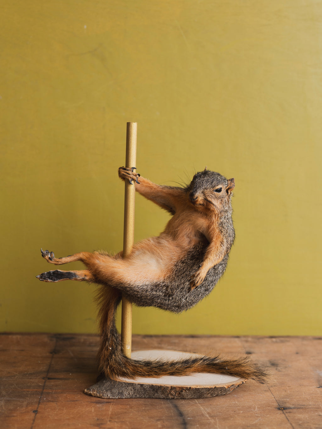 Stripper Squirrel Taxidermy (Posh Spice), TA324