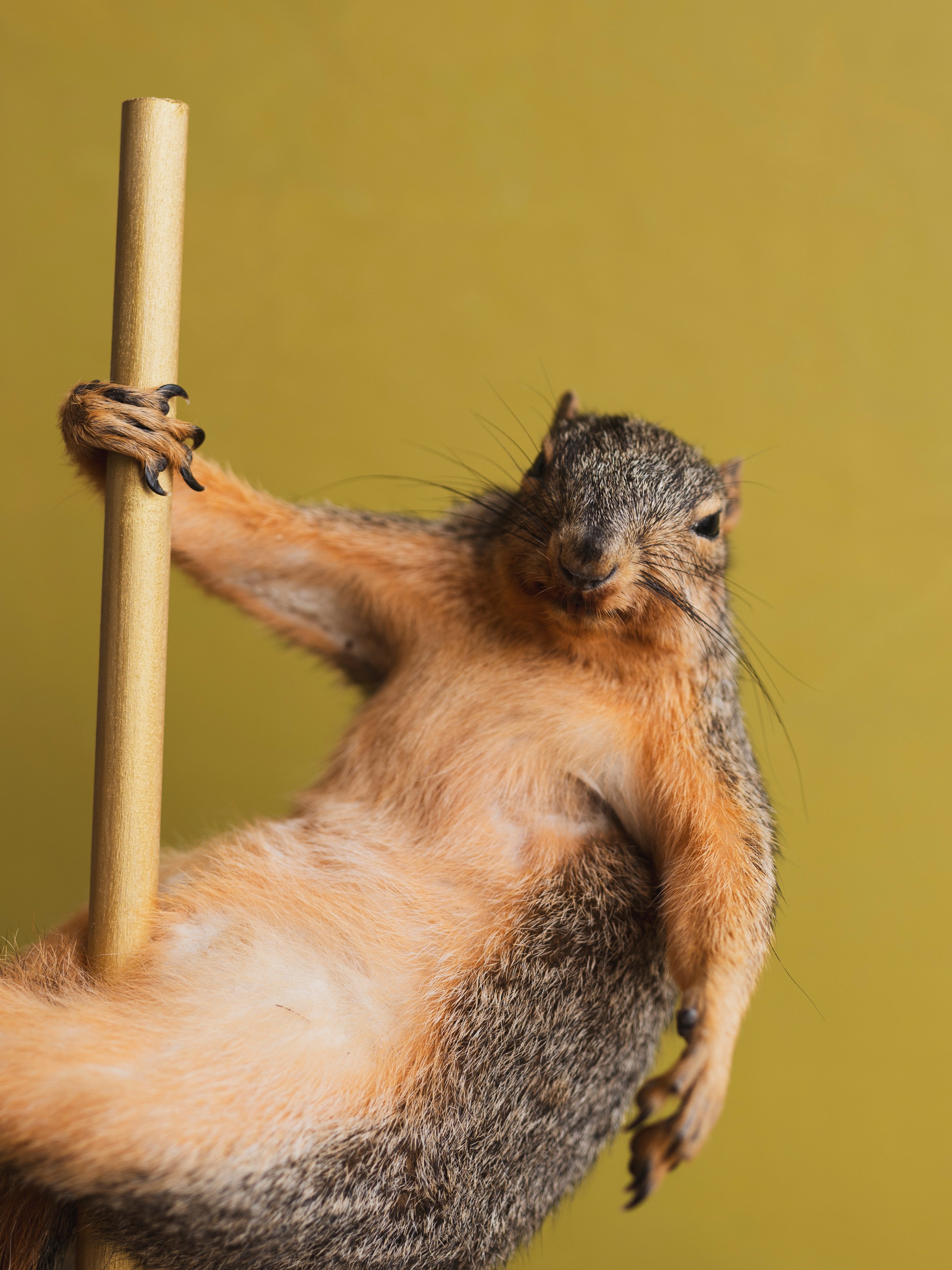 Stripper Squirrel Taxidermy (Posh Spice), TA324