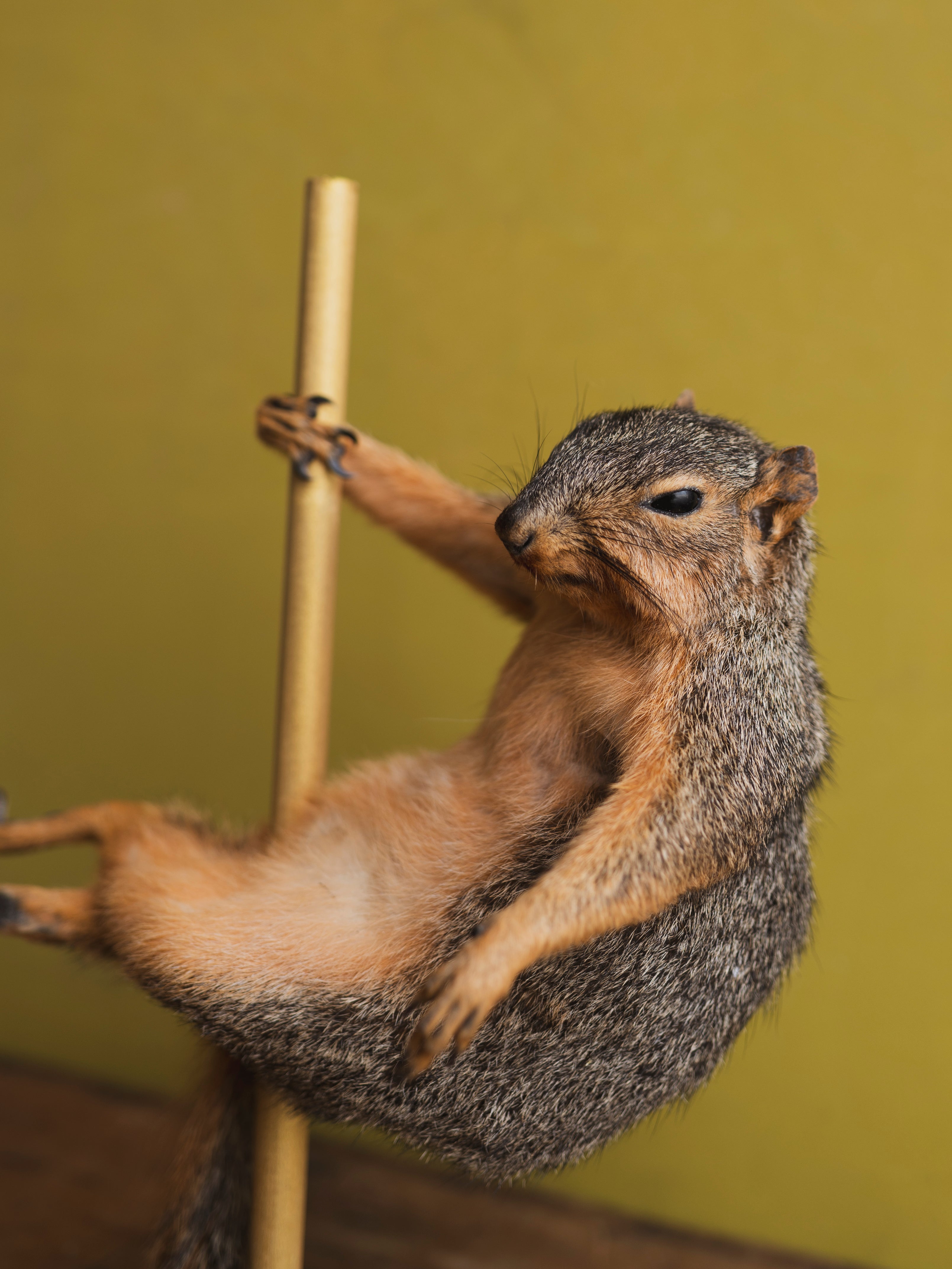 Stripper Squirrel Taxidermy (Posh Spice), TA324