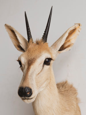 Duiker Shoulder Mount Taxidermy (Dior), TA317