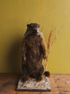 Woodchuck Taxidermy (Willy), TA318