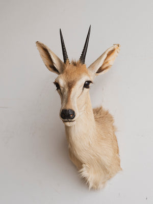 Duiker Shoulder Mount Taxidermy (Dior), TA317